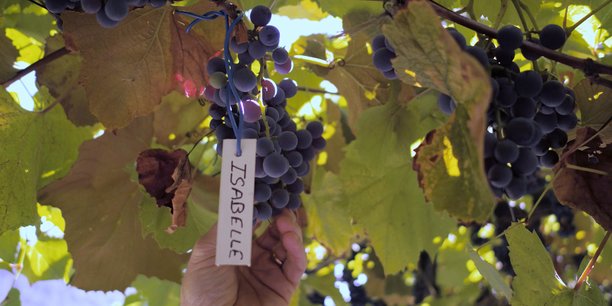 Dans le vignoble cévenol, une grappe d’Isabelle, cépage interdit à la commercialisation en France, mais autorisé pour la consommation personnelle des producteurs