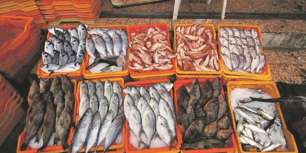 Seul 51% des poissons pêchés dans l'Hexagone étaient issus de populations durables en 2021.
