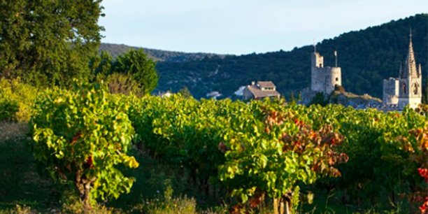 Les aides débloquées par la Région Occitanie vont fournir à la filière viticole, fortement touchée par la crise, une vraie bouffée d'oxygène.