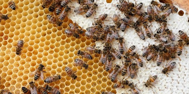 En baisse de 70 % depuis vingt ans, la production de miel avoisine 10.000 tonnes de miel, seulement un quart de la consommation annuelle totale. En cause, l'emploi de pesticides dans les cultures, la mise en jachère de 10 % des surfaces agricoles dans le cadre de la PAC et le parasite varroa, tous responsables de la disparition progressive des abeilles.