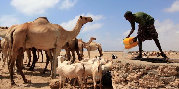Depuis ces trois dernières années, la Somalie vit au gré de saisons de pluies anormalement déficitaires ayant conduit à de graves sécheresses.