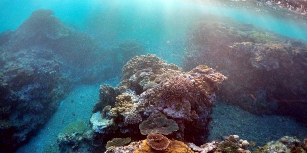 Le refuge en eaux profondes, un espoir pour la survie du corail[reuters.com]