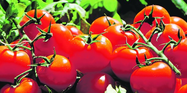 Depuis mars 2018, 70 % de la production des petits fruits (tomates cerises, rondes, allongées, cocktail) ont été commercialisés dans la gamme zéro pesticide.