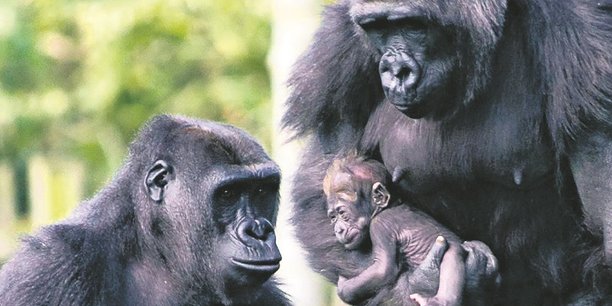Toutes les sous-espèces de gorilles sont en danger, selon le rapport publié le 6 mai par l'IPBES.