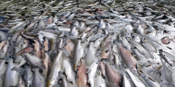 Plus de huit poissons sur dix vendus dans la grande distribution ou dans les poissonneries de quartier ne sont pas issus de la pêche durable, selon une enquête de l'UFC-Que Choisir menée entre le 25 janvier et le 8 février.