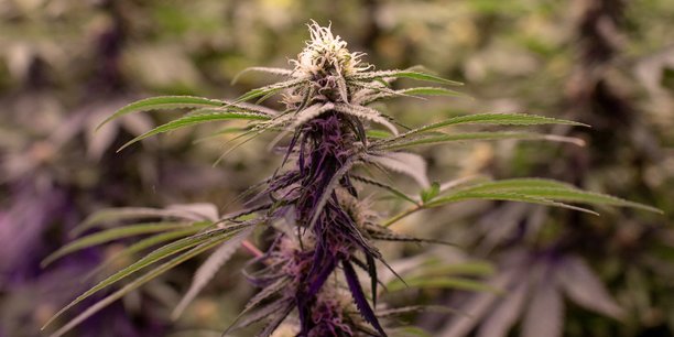 Plus de 7 tonnes de cannabis saisies par les autorites[reuters.com]