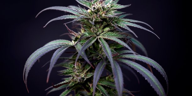 Le gouvernement exclut toute legalisation du cannabis recreatif[reuters.com]
