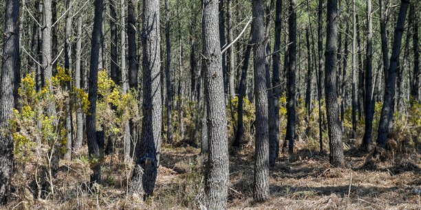 La Nouvelle-Aquitaine dispose de la première surface boisée de France avec 2,84 millions d'hectares de forêt