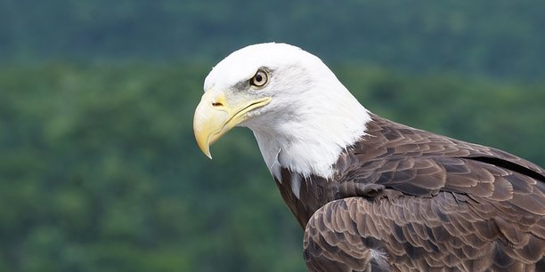 L'aigle chauve, emblème des Etats-Unis, est portant une espèce menacée.