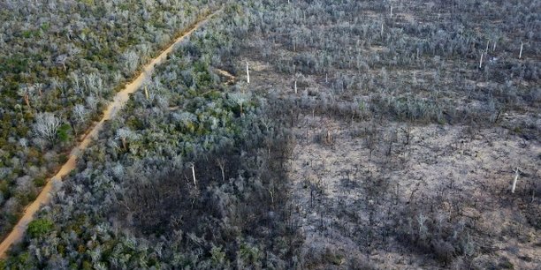 Une partie endommagée de la grande forêt sèche de Menabe Antimena, une zone protégée près de la ville Morondava à Madagascar, le 1er septembre 2019.