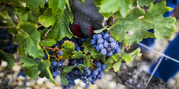 Plus de 400 entreprises de prestation de travaux viticoles sont actives en Gironde