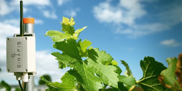 La startup commercialise une sonde qui évalue l’humectation des feuilles, une variable importante dans la viticulture.