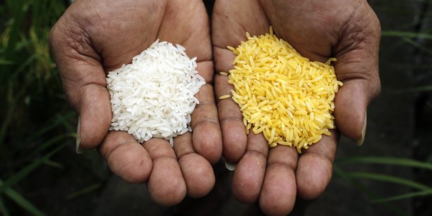 Dans le cas du riz doré, des chercheurs ont fait en sorte que le riz produise une source de vitamine A, et que le riz devienne une couleur dorée au lieu d'être blanc, d'où son nom. Le manque de vitamine A dans certains pays continue à tuer 4.500 enfants par jour.