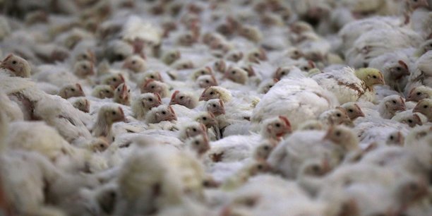Pekin approuve l'importation de tous les produits avicoles us[reuters.com]