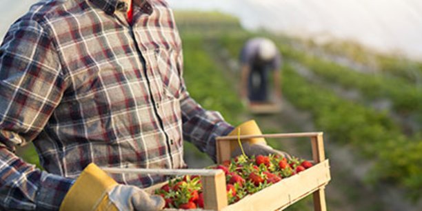 Les producteurs de fraises de Sologne ne sont pas sûrs de pouvoir effectuer la totalité de la récolte par manque de main d'œuvre.