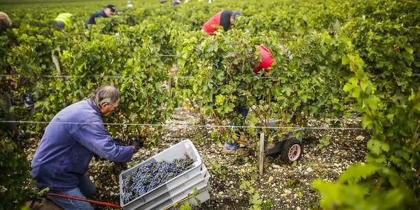 En Gironde, environ 3.800 offres d'emplois viticoles sont proposées chaque année selon la préfecture.