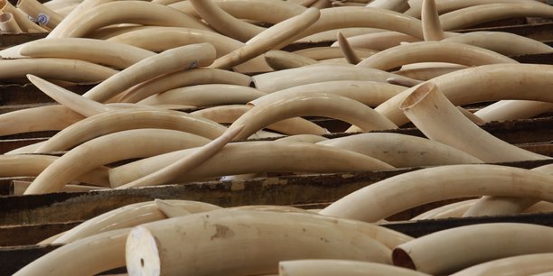 Le trafic d'ivoire en baisse, celui du pangolin en plein boom, selon l'onu[reuters.com]