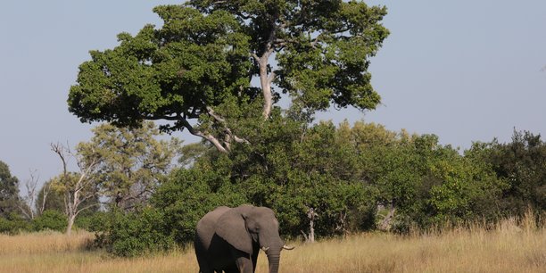 Au botswana, des elephants decimes par une toxine mortelle[reuters.com]