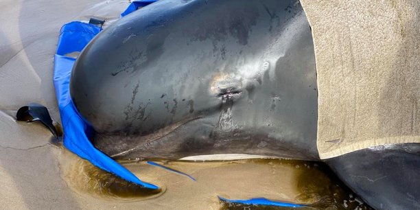 Pres de 400 dauphins-pilotes meurent en s'echouant dans une baie australienne[reuters.com]