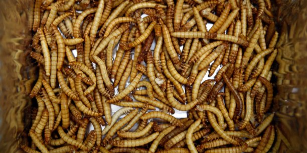 Le specialiste de la production d'insectes ynsect leve 224 millions de dollars[reuters.com]