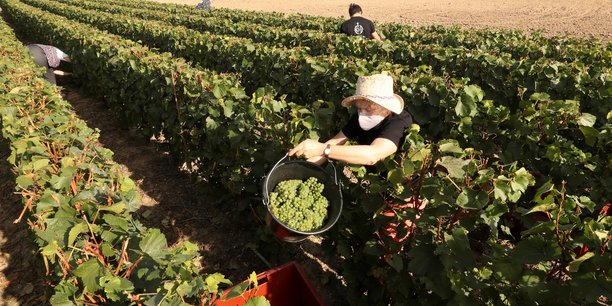 La crise du coronavirus pese sur la production mondiale de vin[reuters.com]