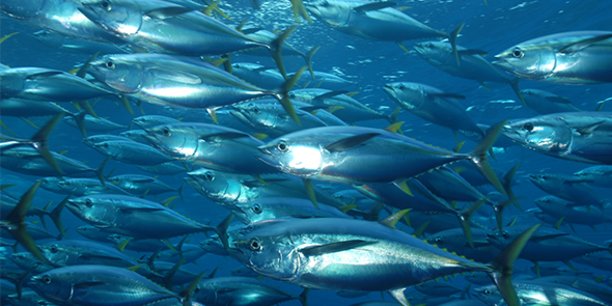 Les grands poissons tels que les thons, requins, maquereaux ou espadons, sont constitués de 10 à 15 % de carbone, dont ils rejettent une partie quand ils sont pêchés.