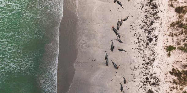 Une centaine de cetaces meurt lors d'un echouage massif en nouvelle-zelande[reuters.com]