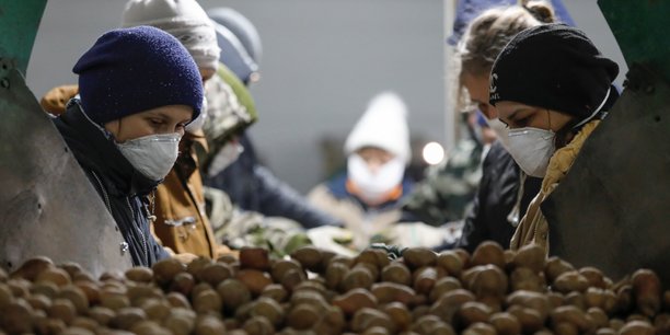 Photo d'illustration. L'organisation rassemblant les producteurs de pommes de terre du nord-ouest de l'Europe (NEPG) vient de recommander aux agriculteurs de réduire de 20% les superficies de pommes de terres, qui seront mises en place au printemps. Objectif: éviter une surproduction et une chute des prix.