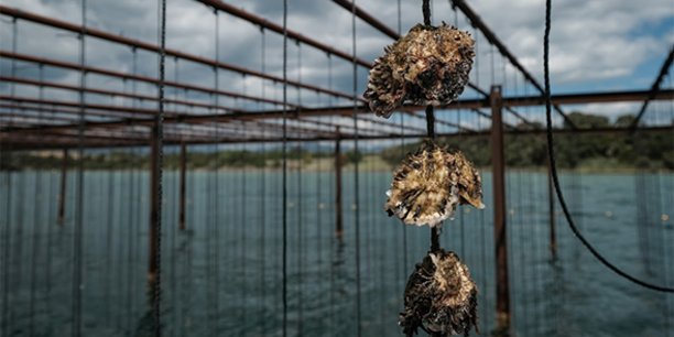 L’élevage sur cordes et sur tables constitue l'ADN des producteurs de coquillages en Méditerranée, un savoir-faire combiné à un environnement spécifique (90% de la production est réalisée en milieu lagunaire).