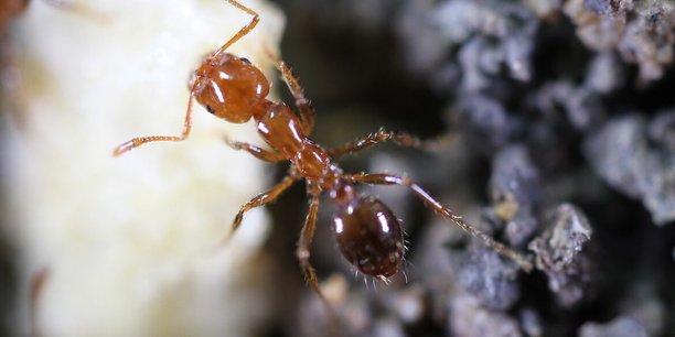 Les piqûres de la fourmi de feu, qui engendrent parfois un choc anaphylactique, entraînent des dizaines de milliers d'hospitalisations par an.