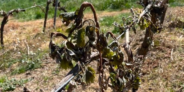 Le gel, qui a durement frappé le vignoble français dans la nuit du 7 au 8 avril 2021, pourrait diviser la récolte viticole du Languedoc-Roussillon par deux en 2021.