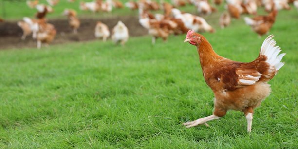 Les poulets de Nature de France carburent au 100% bio