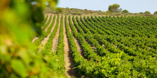 Les vignerons languedociens planchent sur plusieurs pistes pour lutter contre le réchauffement climatique, parmi lesquelles l'irrigation et les cépages résistants.
