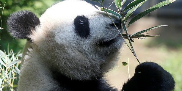 Japon : naissance de pandas jumeaux au zoo d'ueno a tokyo[reuters.com]