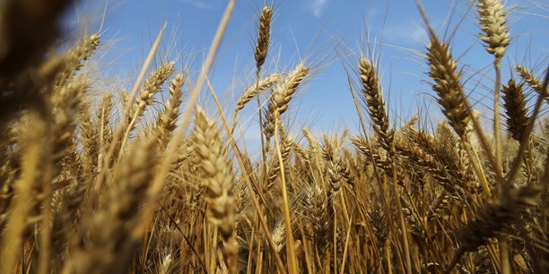 Le prix du blé a chuté de 7% en mars suite aux bonnes récoltes.