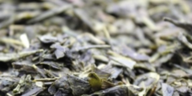 La jeune pousse ligérienne FBKT qui propose déjà plus de 500 références de thés et infusions, a désormais une ambition : faire pousser du thé en France, dans la Loire. Avec un premier objectif : parvenir, d'ici dix ans, à une autoproduction de 30%, soit 1.200 kilos de thés par an sur la base de l'activité actuelle.