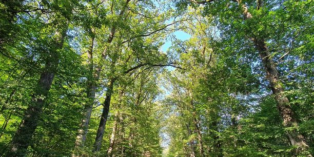 Entreprises - Transition écologique des forêts et filières bois