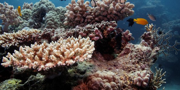 L'unesco renonce a inscrire la grande barriere de corail sur sa liste des sites en peril[reuters.com]