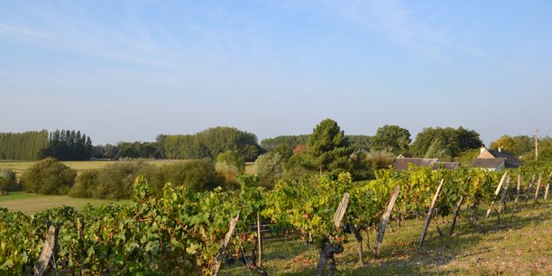 Les vignobles du Val de Loire et du Centre, ici à Saint-Nicolas de Bourgeuil en Touraine, constituent la 3e région viticole française avec trois millions d’hectolitres d’AOC et d’IGP produits en moyenne par an et 1,3 milliard d'euros de chiffre d'affaires  réalisé en 2019.