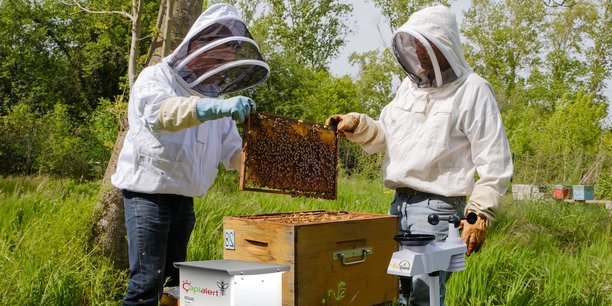 Le compteur permettra d’établir un lien de cause à effet entre la pollution de l’environnement et la surmortalité des abeilles.