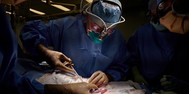 Etats-unis: succes d'un essai de transplantation du rein d'un porc a un humain[reuters.com]