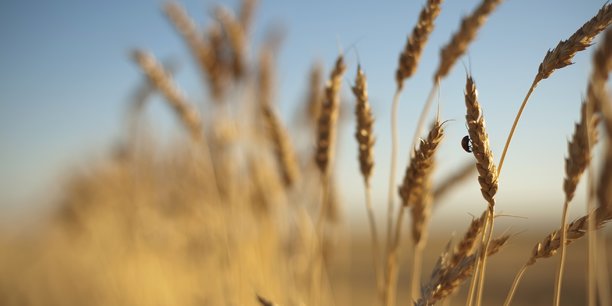 Victime de la sécheresse, la production de l'Inde de blé devrait être moins importante que prévue.