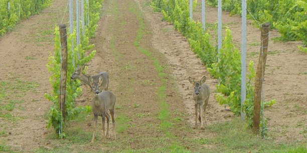 Les vignes du Château des Combes, à Ladaux (Domaine Ducourt), ne font pas peur aux jeunes chevreuils.