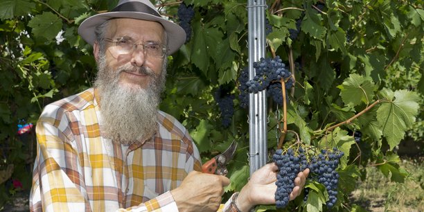 Le président du syndicat des vignerons d’Île-de-France, Patrice Bersac, vendange sa vigne.
