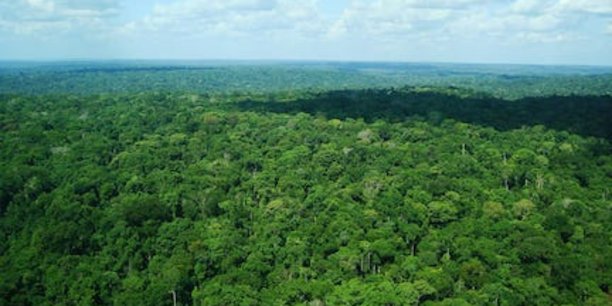 Forêt amazonienne au Brésil.