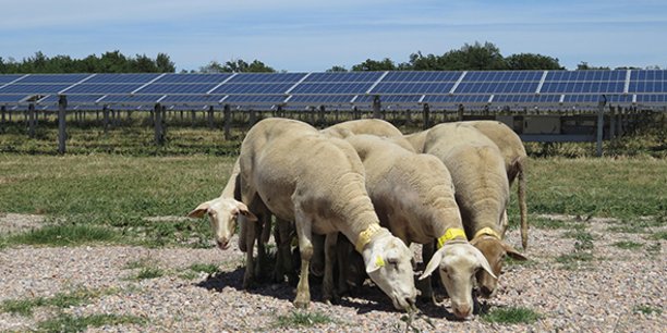Sur le parc photovoltaïque développé par Arkolia Energies au Soler (66), les panneaux solaires cohabitent avec une activité agricole.