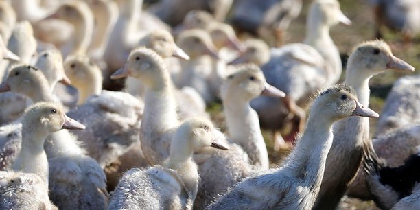 France: un deuxieme foyer de grippe aviaire detecte dans le departement du nord[reuters.com]