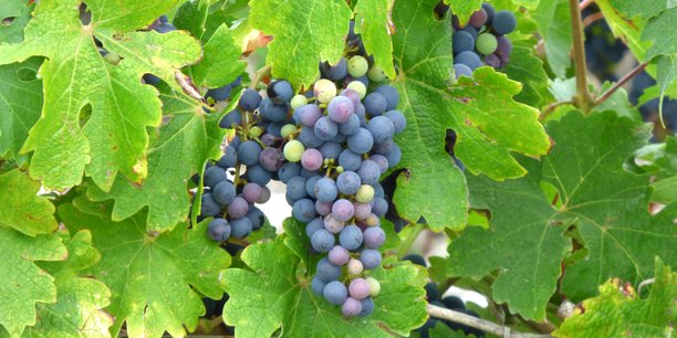 Vitirev Innovation raises 50 million euros for ecological transfer of vineyards