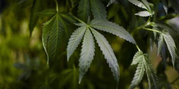 Un des deux candidats médicaments développés par Aelis Farma doit permettre de traiter les troubles liés à la consommation de cannabis.