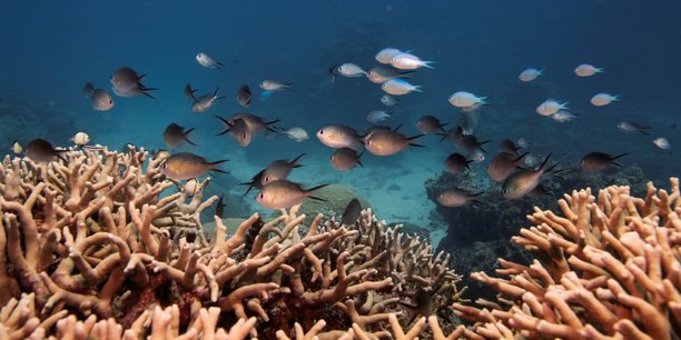 L'australie promet 700 million de dollars supplementaires pour proteger la grande barriere de corail[reuters.com]